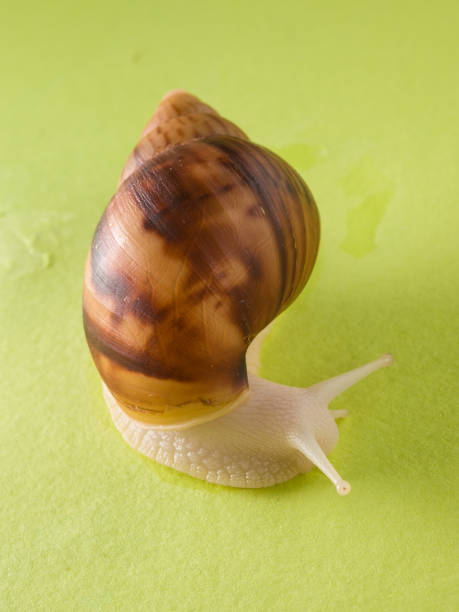 istock a snail in the background of green 1067213194
