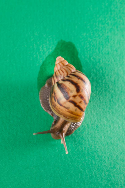 istock a snail in the background of green 1067214248