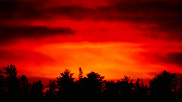 Bright orange sunset over fir trees