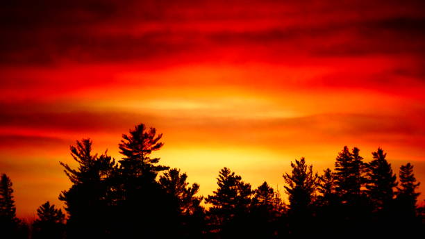 istock Bright orange sunset over fir trees 1067217564