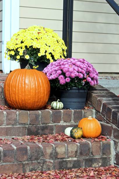 istock pumpkins and mums enjoying autumn 1067220184