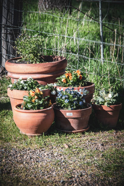 istock Terracotta, Pots, Flowers, Herbs, Australia 1067228910