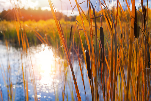 Autumn landscape with cattail on the lake in the sunlight.