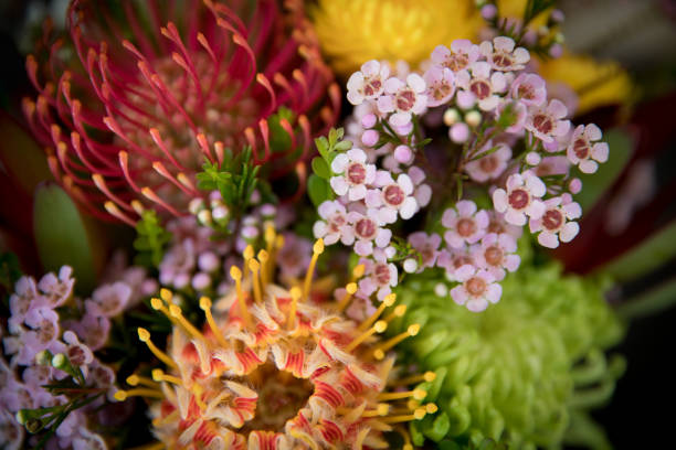 Flores nativas australianas - foto de stock