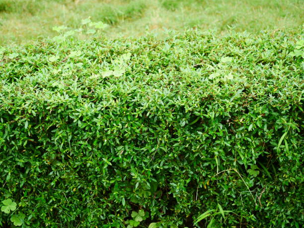 istock Small decorative tree or Green bush leaves 1067238418