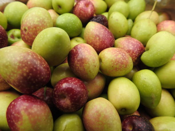 istock olive harvest season 1067238608