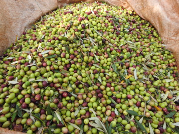 istock olive harvest season 1067240130