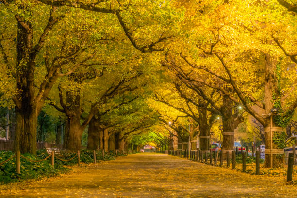 진구 가이엔에서 골든 터널 - ginkgo tree ginkgo tree japan 뉴스 사진 이미지