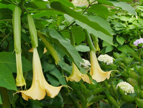 istock Angel's Trumpet Flowers 1067243604