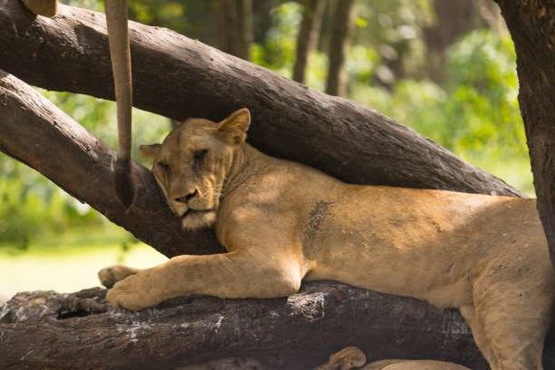 istock African lion sleeping in the zoo 1067246966
