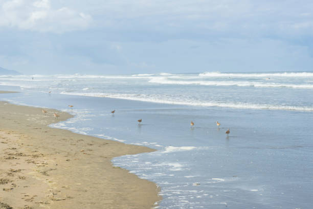 istock aquatic bird walking on the beach 1067247322