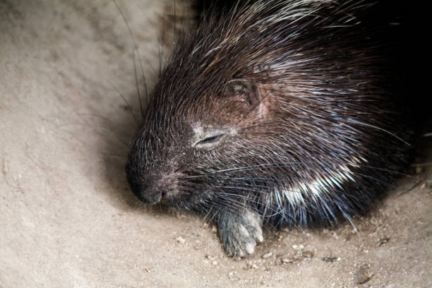 istock Malayan Porcupine , Scientific name Hystrix  brachyura 1067252814
