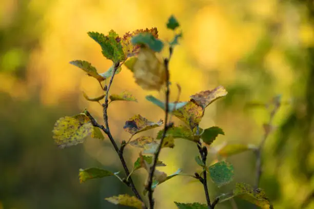 Young birch in the autumn forest