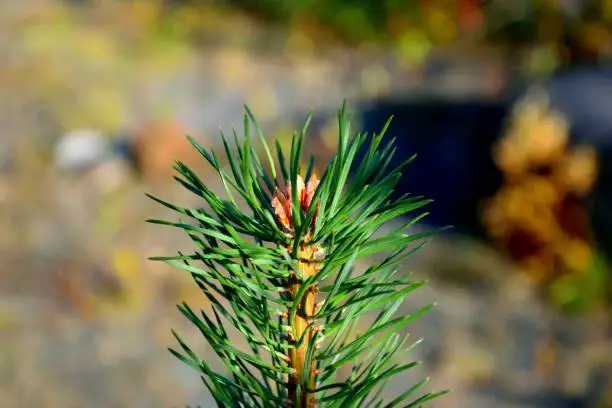 Little pine in the autumn forest