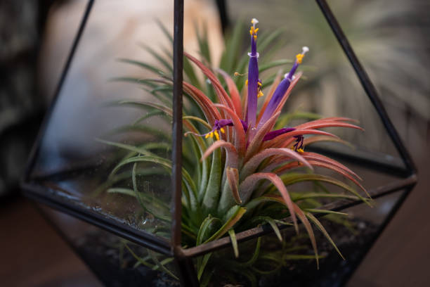 Tillandsia (Air Plant) Trees for home and garden decoration and places, Indoor garden ideas. Tillandsia (Air Plant) Trees for home and garden decoration and places, Indoor garden ideas. Close up. driftwood photos stock pictures, royalty-free photos & images