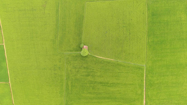 istock The beautiful landscape of rice fields 1067267144