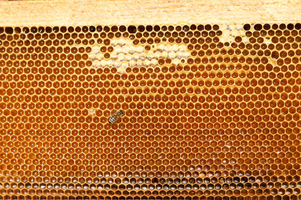 istock closeup of bees on honeycomb in apiary 1067271984