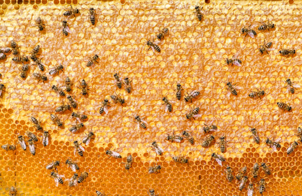 istock closeup of bees on honeycomb in apiary 1067278242