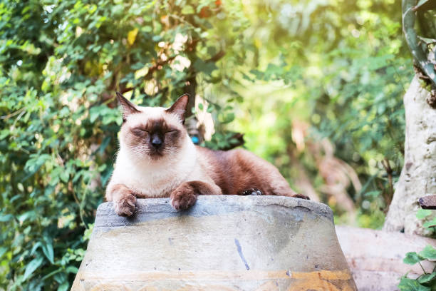 istock Siamese cat and grey Cat relax with natural light in The garden 1067283202
