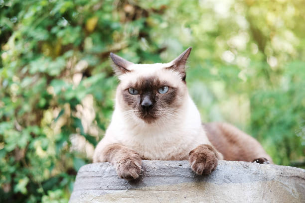 istock Siamese cat and grey Cat relax with natural light in The garden 1067283224