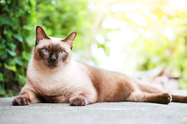 istock Siamese cat and grey Cat relax with natural light in The garden 1067283328