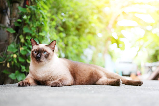 istock Siamese cat and grey Cat relax with natural light in The garden 1067283338