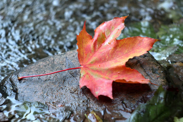 istock Red leaf of maple on stone 1067283756