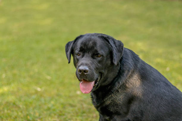 istock Labra black dog looking strange 1067285032