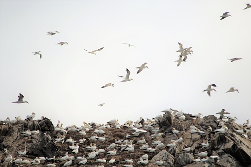 The 7 islands - Ile aux Moines - Côtes d'Armor - Brittany - France with its birds: gannets, puffins, Peregrine Falcon ...