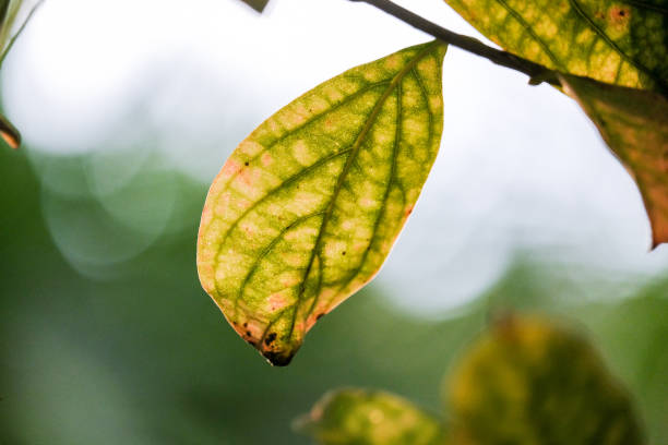istock Flowers and leaves beautiful 1067289070