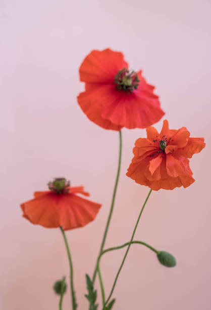 istock Beautiful red poppies bouquet on pink background 1067289338