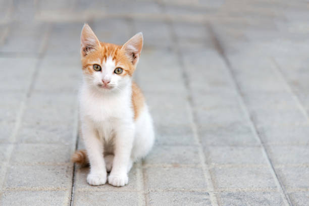 istock little kitty sitting on a pavement looking ahead 1067289852
