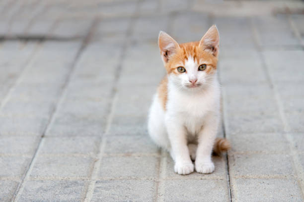 istock little kitty sitting on a pavement looking ahead 1067290002