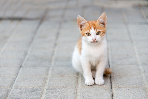 little kitty sitting on a pavement looking ahead