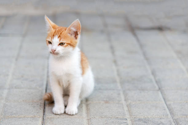 istock little kitty sitting on a pavement looking ahead 1067290672