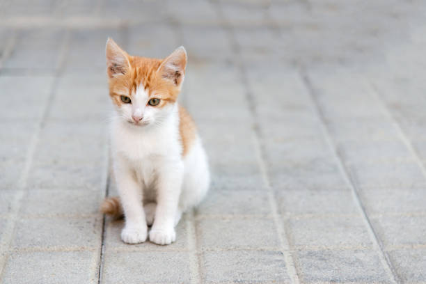 istock little kitty sitting on a pavement looking ahead 1067290700