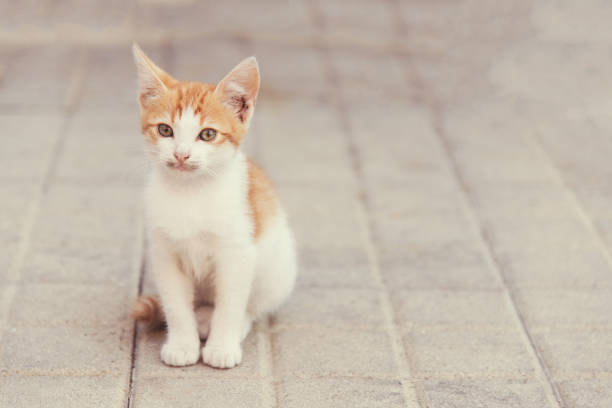 istock little kitty sitting on a pavement looking ahead 1067292158