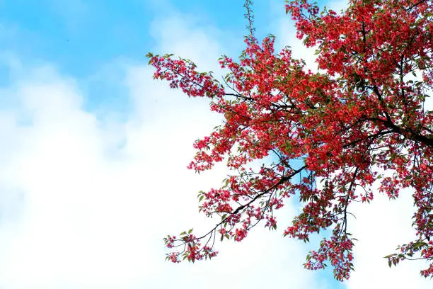 Beautiful background blooming blossom blue branch bright color flower garden natural nature outdoor pink plant red season sky spring summer tree