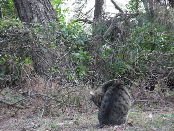 istock Pheasant Cat Living in the park 1067295348