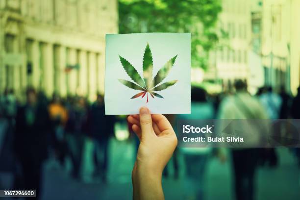 Cannabis Legalization Stock Photo - Download Image Now - Marijuana - Herbal Cannabis, Legalization, Law