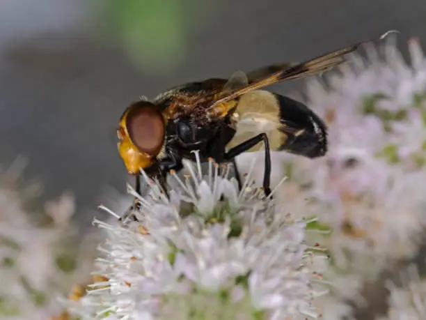 Outdoor photography of a flower fly.