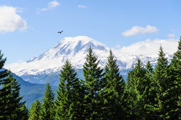 istock Lonely Bird flying over Mount Rainier 1067303092