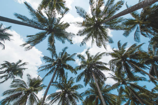 istock Palm or Coconut Tree and Cloudy Blue Sky 1067303478