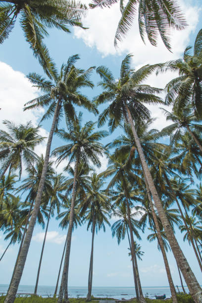 istock Palm of Coconut Tree, Cloudy Blue Sky and Beautiful Tropical Beach 1067303480