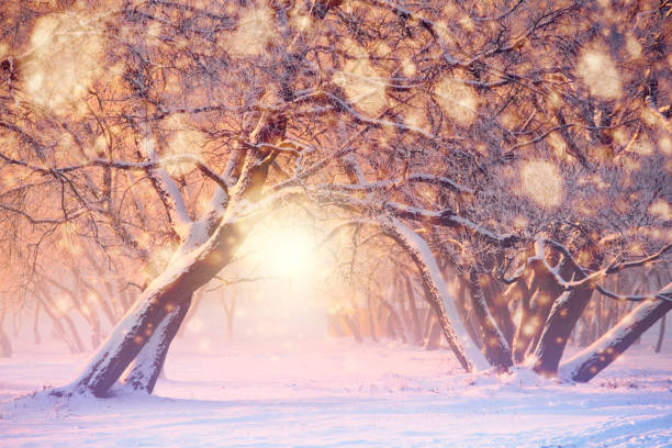 Christmas or New Year background. Colorful lights and snowflakes on frosty trees background. Beautiful winter park on the eve of christmas night.