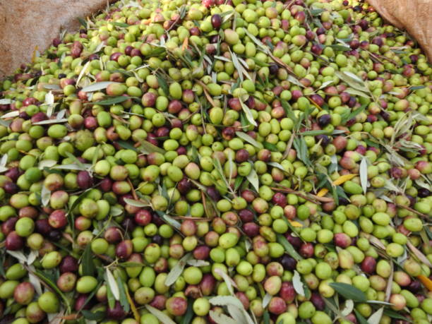 istock olive harvest season 1067305446