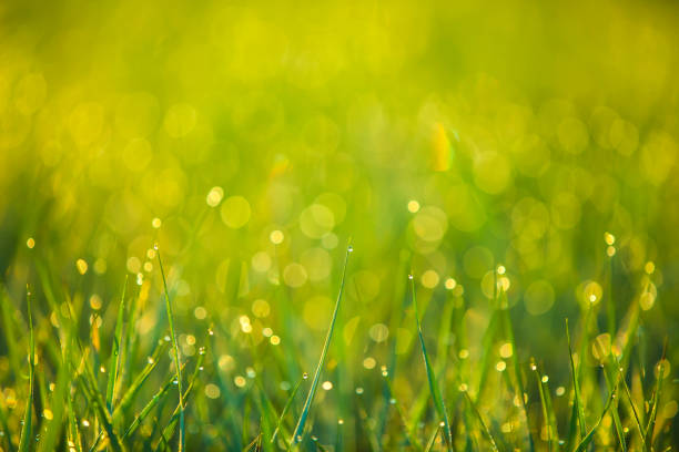 istock The grass in the morning 1067309678