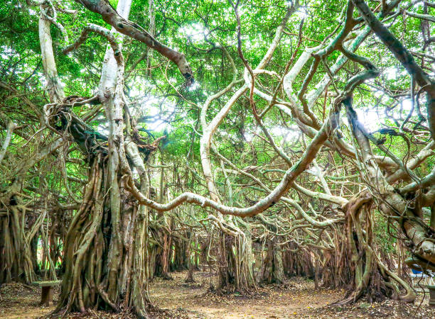istock Sai Ngam Banyan tree in  Phimai district, Nakhon ratchasima, Thailand 1067310810