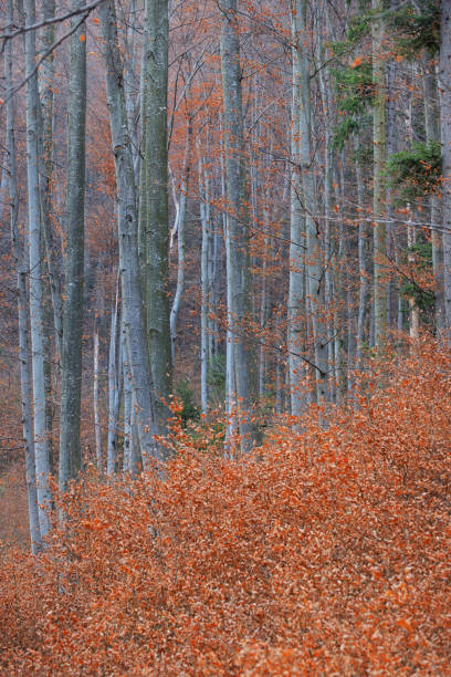 istock Autumn Birch grove in forest 1067312358