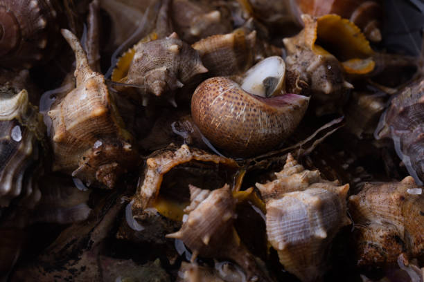 istock Sea snail,close up 1067319380